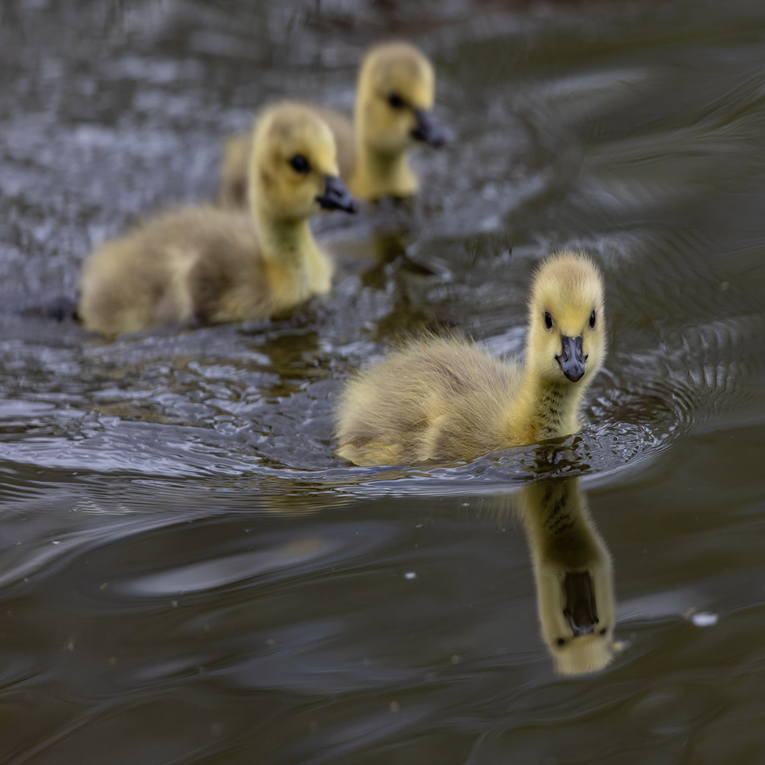 A flock of cute ducklings swimming in a lake